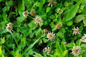 White clover aka Trifolium repens in grass on summer meadow. Close up of shamrock flower in green blurred background. Nectar source flowering plant