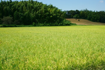 収穫まじかな稲田