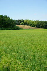 収穫まじかな稲田