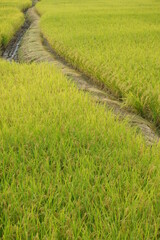 あぜ道のある収穫風景写真