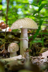 Edible mushroom Amanita rubescens in spruce forest. Known as blusher. Wild mushroom growing in the needles