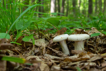 Lactarius piperatus or Peppery milkcap, widespread and popular edible mushroom, well known for its peppery, white milk
