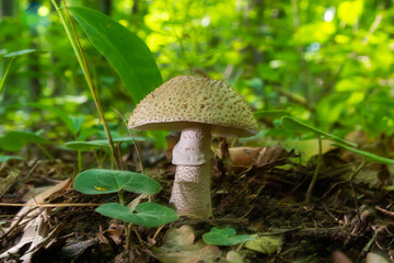 Two young mushrooms grow in the woods. Edible Blusher fungi Amanita rubescens