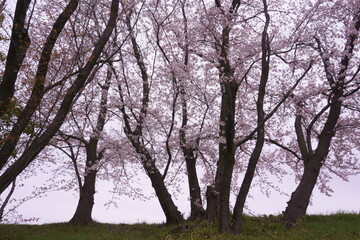 早朝の桜の古木
