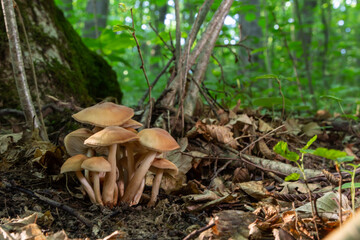 Small mushroom Psathyrella spadiceogrisea in the dry autumn forest