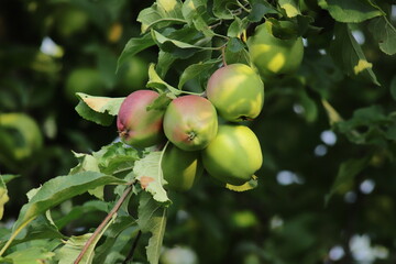 Apples in the orchard