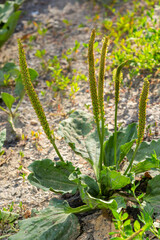 Plantain flowering plant with green leaf. Plantago major leaves and flowers, broadleaf plantain, white man's foot or greater plantain