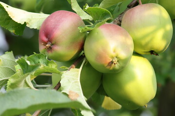 Apples in the orchard