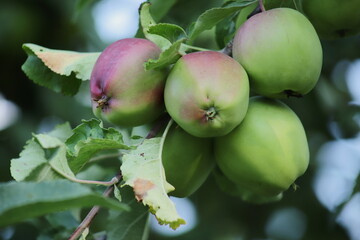 Apples in the orchard 