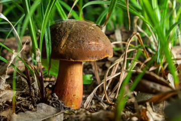 Boletus erythopus or Neoboletus luridiformis mushroom in the forest growing on green grass and wet ground natural in autumn season. Boletus luridiformis is edible mushroom after longer cooking