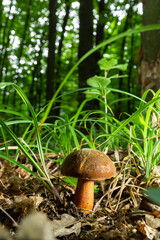 Boletus erythopus or Neoboletus luridiformis mushroom in the forest growing on green grass and wet ground natural in autumn season. Boletus luridiformis is edible mushroom after longer cooking