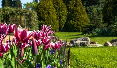 Purple and white tulips on a green background , spring-blooming and the flowers are usually large , so beautiful in garden. Selective focus tulips. 