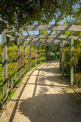 The winding walkway under the wooden pergola. Plants branches and shadows.