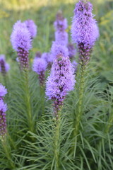 Fototapeta premium Liatris spicata flowers in the garden