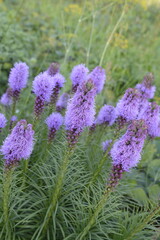 Liatris spicata flowers in the garden