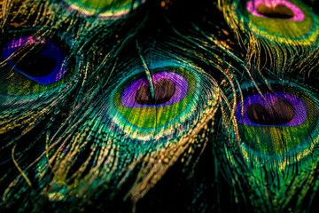 peacock feathers, Peafowl feathers, Bird feathers, Colorful feathers, feather, feathers, wallpaper,...