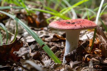 Russula emetica, commonly known as the sickener, emetic russula, or vomiting russula, is a basidiomycete mushroom
