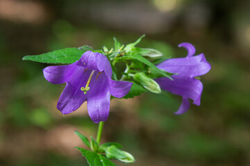 Close-up of flowering nettle-leaved bellflower on dark blurry natural background. Campanula trachelium. Beautiful detail of hairy violet bell shaped flowers on stem with green leaves.