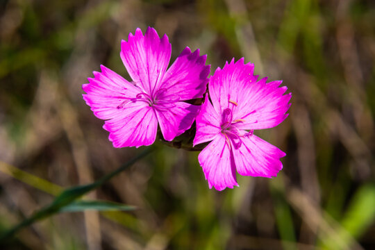 Carthusian pink flowers Dianthus carthusianorum on a summer meadow. Use in traditional medicine aggainst rheumatism