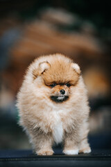 Pomeranian baby posing outside. Small pomeranian puppy.