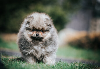 Pomeranian baby posing outside. Small pomeranian puppy.	
