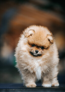 Pomeranian baby posing outside. Small pomeranian puppy.
