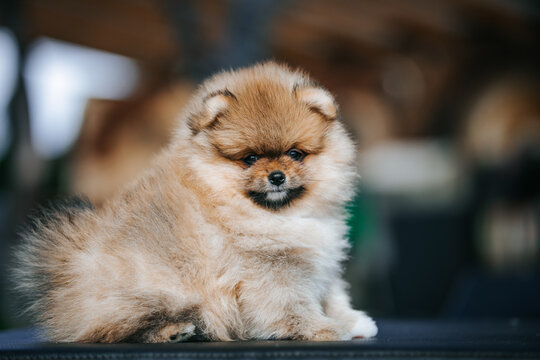 Pomeranian baby posing outside. Small pomeranian puppy.	
