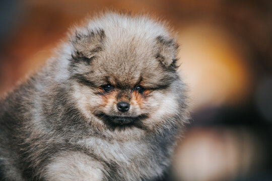Pomeranian baby posing outside. Small pomeranian puppy.	
