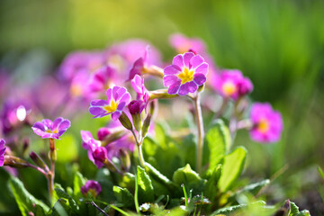 Fototapeta na wymiar Spring flowers of Primula juliae (Julias Primrose) or purple primrose in the spring garden.
