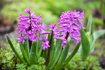 Pink Hyacinthus in a garden. Traditional spring flower