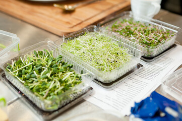 Microgreen. Decorations for gourmet dishes.