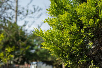 lemon cypress tree in the garden of the house, wet with rain. cupressus macrocarpa.
