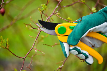 Spring pruning roses in the garden, gardener's hands with secateur