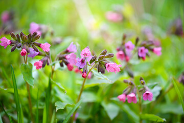 Pulmonaria flowers in meadow. Floral background
