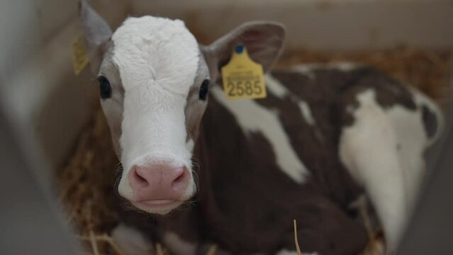 Small calf relaxing straw in agricultural cowshed close up. Cow lying on hay.