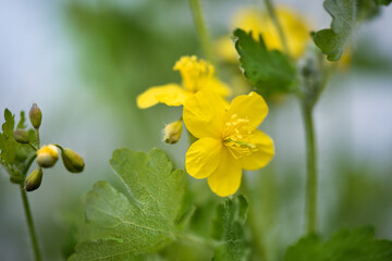 Greater Celandine, yellow wild flowers, close up. Chelidonium majus flowering, medicinal plant of the family Papaveraceae. Yellow-orange opaque sap of Tetterwort plant cures warts.