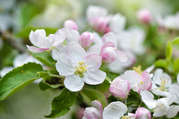 Apple flowers on a branch over natural green background