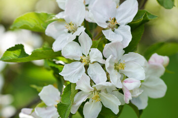 Apple flowers on a branch over natural green background
