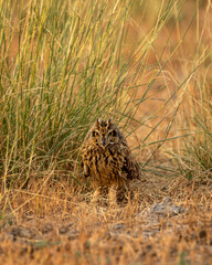 Wild short eared owl or Asio flammeus bird closeup or portrait on ground in grass at forest reserve or national park of india asia
