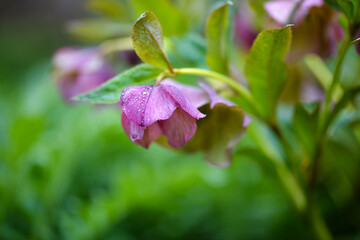 Beautiful pink Helleborus, spring flowers are blooming in the garden. Flower background