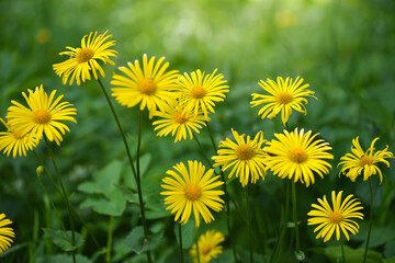 Group of Doronicum yellow flowers in the garden in spring in bloom. Selective focus