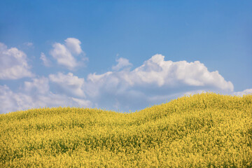 Fototapeta premium Yellow field rapeseed in bloom with blue sky and white clouds