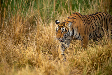 Fototapeta na wymiar Wild bengal female tiger or tigress closeup in prowl and natural scenic background at ranthambore national park or tiger reserve rajasthan india asia - panthera tigris tigris
