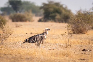 Himalayan vulture or Gyps himalayensis or Himalayan griffon vulture during winter migration at jorbeer conservation reserve bikaner rajasthan india asia