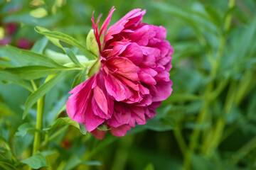 Pink peony flower (Paeonia) in the garden