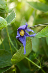 Clematis integrifolia flowers with green foliage in the garden. Soft focus