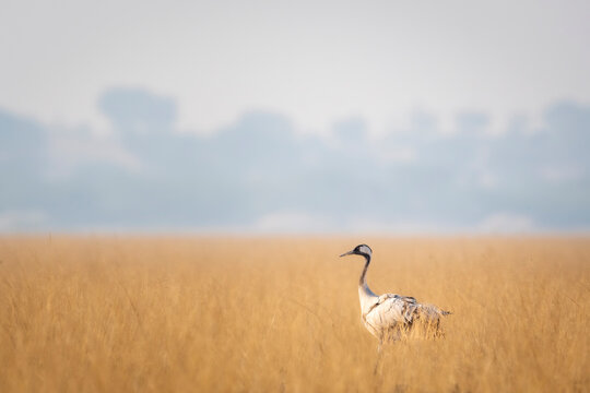 Demoiselle crane or Grus virgo in scenic landscape or open grassland field of Tal Chappar sanctuary rajastan India asia