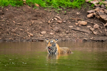 Fototapeta na wymiar wild adult male bengal tiger in natural water source in monsoon green rainy environment at ranthambore national park forest sawai madhopur rajasthan india asia - panthera tigris tigris