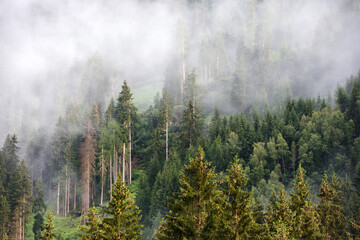 Foggy summer morning in the Alps. Scenic fog in spruce forest on mountain slopes. Trees on the mountain hills after the rain.