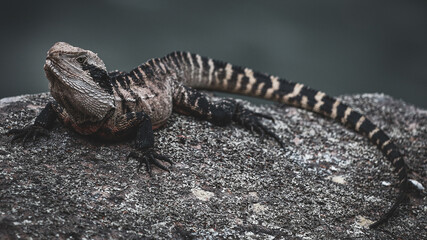 Australian water dragon, standing on a rock, with shades of grey and brown and a series of black...